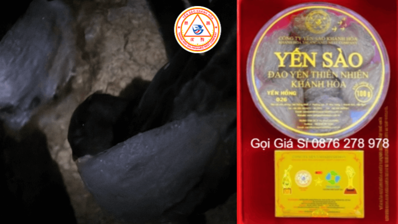 Giải Mã Vì Sao Tổ Huyết Yến Đảo Nha Trang Khánh Hòa Luôn Đắt Giá Và Hiếm Có