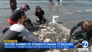 Hơn 3.100 người bị cá đuối gai đâm tại các bãi biển California